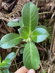 Geniostoma hedyosmifolium