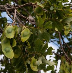 Xeroderris stuhlmannii