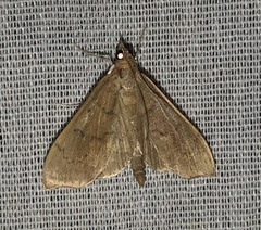 Sericoplaga externalis