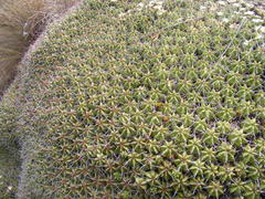 Euphorbia pulvinata