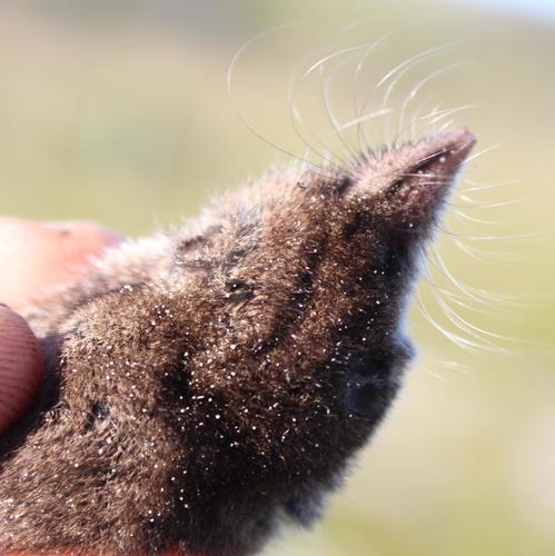 Forest Shrew