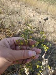 Bupleurum marschallianum