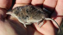 Myosorex varius