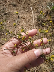 Bupleurum marschallianum