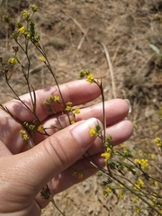 Bupleurum marschallianum