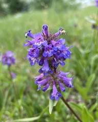 Penstemon procerus tolmiei