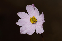 Cosmos diversifolius