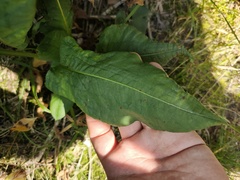 Bistorta officinalis