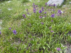 Penstemon procerus tolmiei