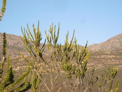 Aspalathus sceptrum-aureum