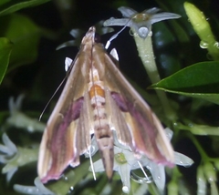 Agathodes monstralis