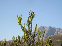 Aspalathus sceptrum-aureum