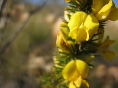 Aspalathus sceptrum-aureum