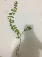 Spermacoce alata