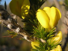 Aspalathus sceptrum-aureum