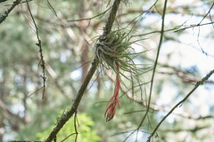 Tillandsia oaxacana