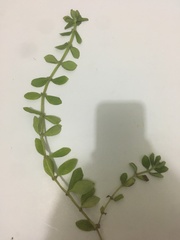 Spermacoce alata