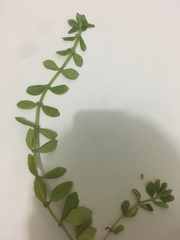 Spermacoce alata