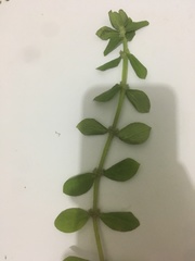 Spermacoce alata