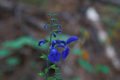 Salvia vitifolia