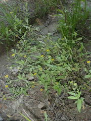 Pulicaria scabra