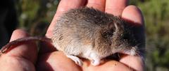 Acomys subspinosus