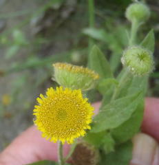 Pulicaria scabra