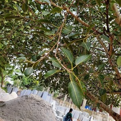 Ficus amplissima