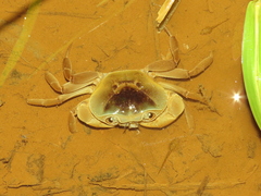 Gecarcinucidae