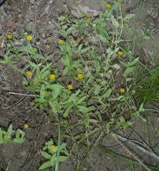 Pulicaria scabra