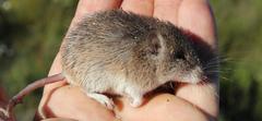 Acomys subspinosus