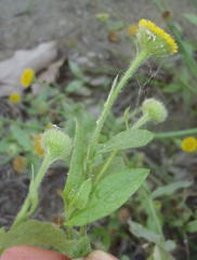 Pulicaria scabra