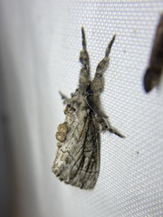 Dasychira atrivenosa