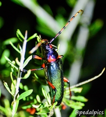 Stenaspis verticalis arizonicus