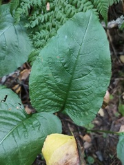 Cicerbita macrophylla