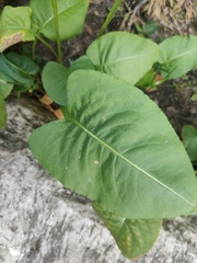 Bistorta officinalis