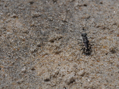 Cicindela latesignata latesignata