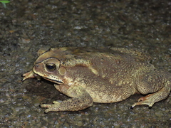 Duttaphrynus melanostictus