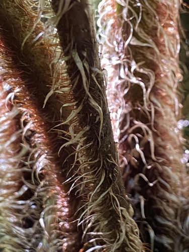Scaly Tree Fern