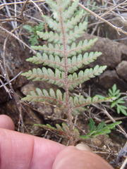Asplenium cordatum