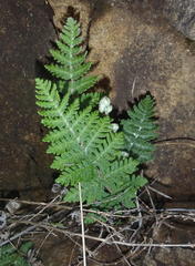 Asplenium cordatum