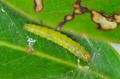 Spheterista tetraplasandra