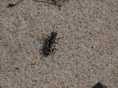 Cicindela latesignata latesignata