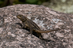 Sceloporus subpictus