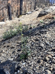 Galium jepsonii
