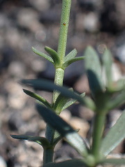 Galium jepsonii