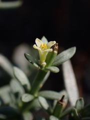 Galium jepsonii