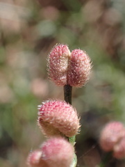 Galium jepsonii