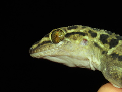 Hemidactylus maculatus