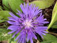 Stokesia